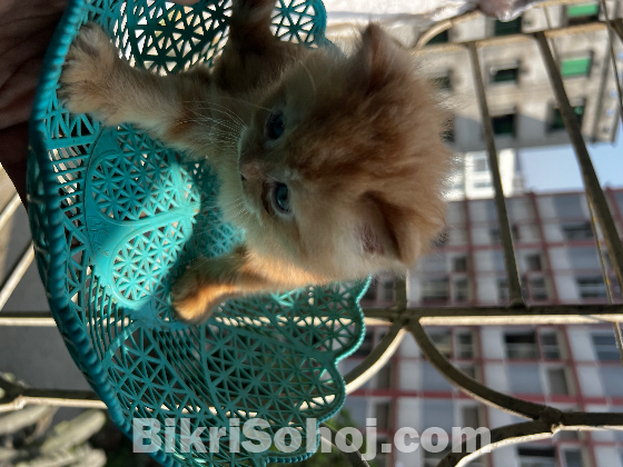 purshean Cat